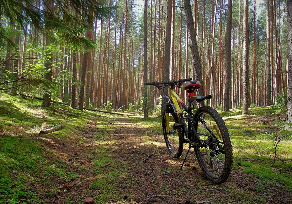 Forests_Bicycle_565602_1365x1024